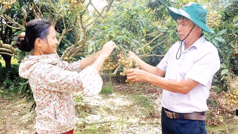 Thành viên HTX cây ăn quả đặc sản và nuôi trồng thủy sản Quyết Thắng, xã Tân Hưng trao đổi kinh nghiệm canh tác theo quy trình VietGAP.