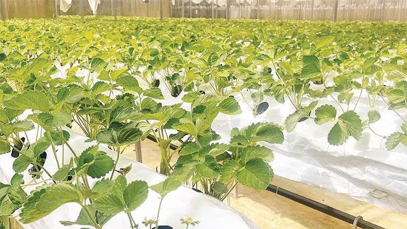 Mô hình nông nghiệp công nghệ cao hiệu quả kinh tế cao hơn so với phương pháp canh tác truyền thống.