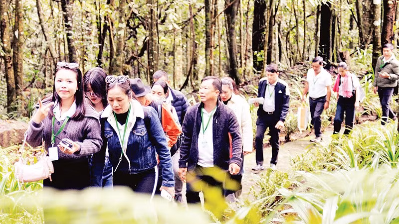 Du khách lên đỉnh núi Voi để tham quan quần thể thông đỏ nghìn năm tuổi.