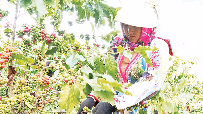 Nông dân xã Quài Tở thu hái cà-phê chín đỏ trên vườn cây đầu dòng.