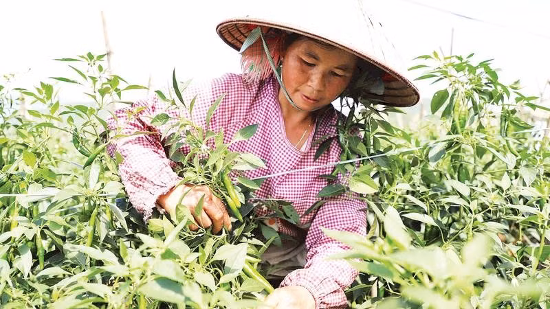 Người dân xã Quản Bạ trồng ớt chỉ địa cho thu nhập cao. 