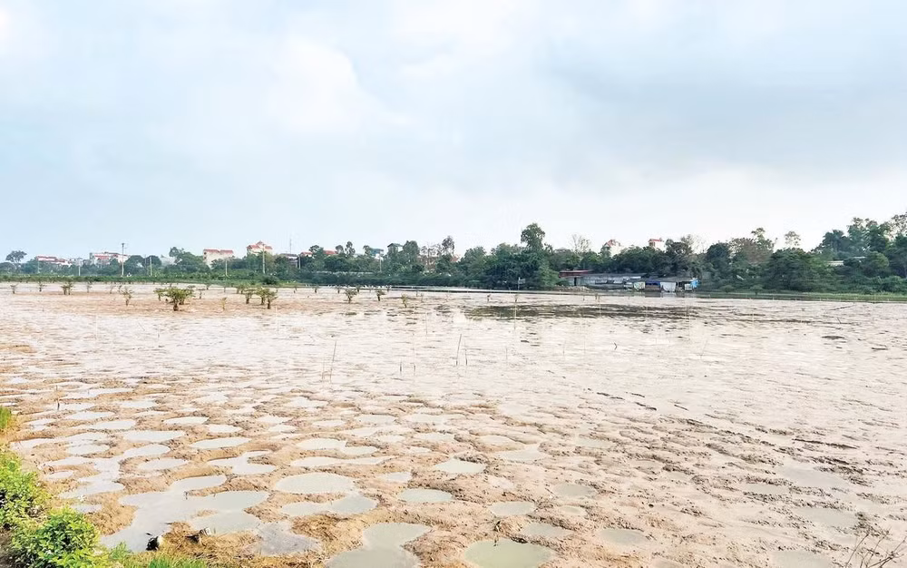 Nhiều diện tích đất bị lấn chiếm nuôi trồng thủy sản tại Quảng Ninh được thu hồi.