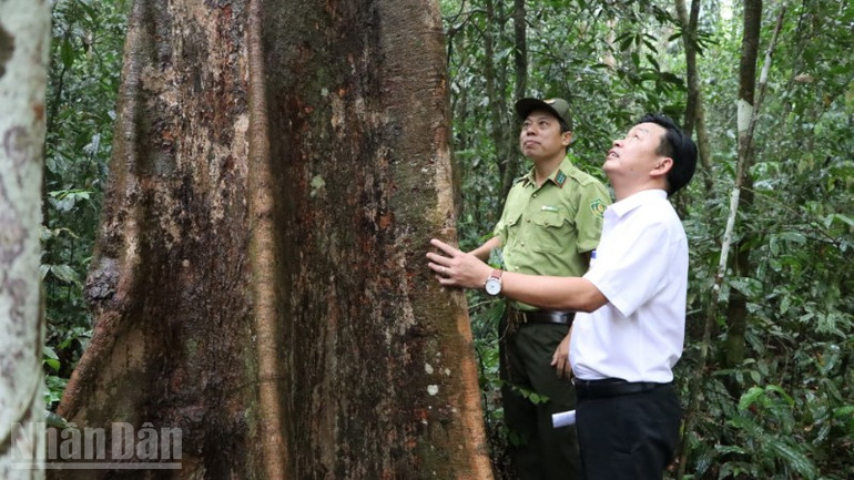 Tiến sĩ Nguyễn Hoàng Hảo, Giám đốc Khu Bảo tồn thiên nhiên - Văn hóa Đồng Nai (áp trắng) kiểm tra diện tích rừng. ndo_bl_img-5676-resize-5563.jpg