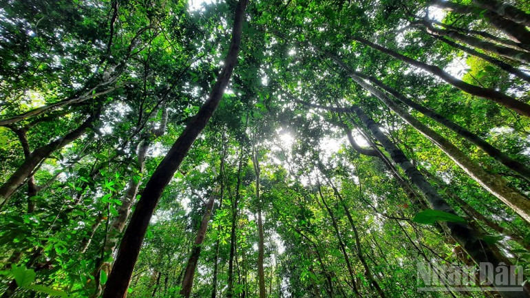 Đồng Nai là tỉnh có tỷ lệ che phủ rừng cao nhất khu vực Đông Nam Bộ. ndo_br_img-7584-6149.jpg