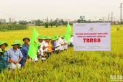 Vụ đông xuân năm nay, ThaiBinh Seed đã đưa ra khảo nghiệm diện rộng 20 giống lúa mới.