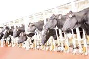 Bò sữa tại các trang trại của TH cho năng suất và chất lượng sữa vượt trội.