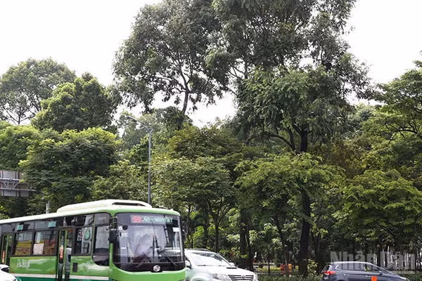 Cây xanh trong công viên Hoàng Văn Thụ, quận Tân Bình cũ (ảnh: HÀ CHÂU)
