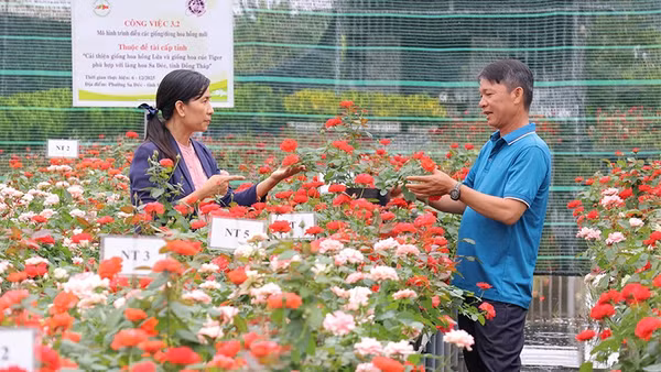 Nhiều giống hoa hồng mới được lai tạo từ hoa hồng lửa của Làng hoa Sa Đéc được Viện Cây ăn quả miền nam giới thiệu tại hội thảo “Giới thiệu giống hoa hồng mới và quy trình kỹ thuật”.