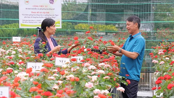 Nhiều giống hoa hồng mới được lai tạo từ hoa hồng lửa của Làng hoa Sa Đéc được Viện Cây ăn quả miền nam giới thiệu tại hội thảo “Giới thiệu giống hoa hồng mới và quy trình kỹ thuật”.