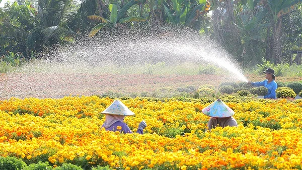 Nông dân Sa Đéc chăm sóc hoa kiểng.