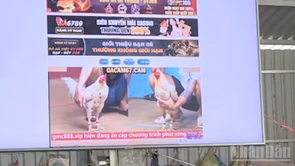 Tang vật dùng để phát trực tuyến các trận đá gà.