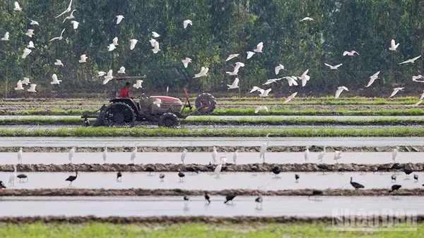 Đồng lúa ở vùng đệm Vườn quốc gia Tràm Chim, nơi dừng chân của một số lượng rất lớn các loài chim di cư.