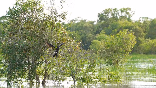 Một góc của khu A1, Vườn quốc gia Tràm Chim. (Ảnh: HỮU NGHĨA)