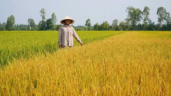 Bà Phạm Thị Ngọc Mến tại diện tích lúa bị thiệt hại.