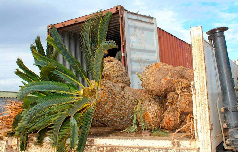 Thu giữ tang vật buôn lậu. Ảnh: NEW YORK TIMES