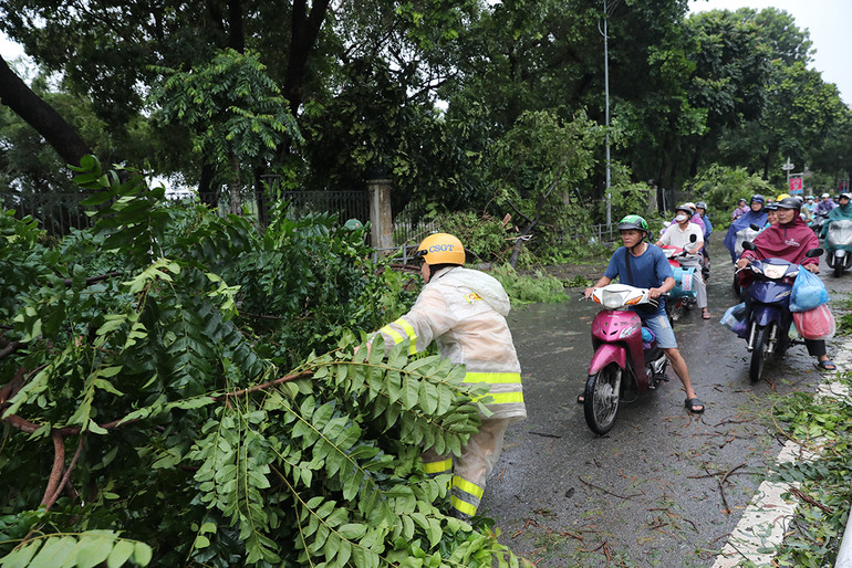 Cảnh sát giao thông dọn cây thông đường Đại Cồ Việt.