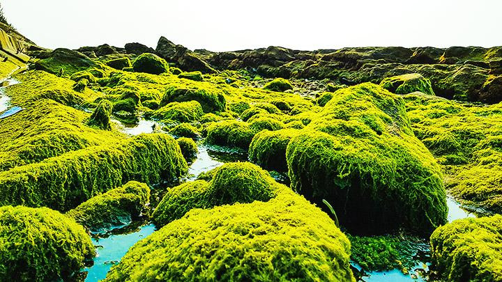 Rêu phủ trên đá tạo nên khung cảnh huyền bí. Rêu phủ trên đá tạo nên khung cảnh huyền bí.