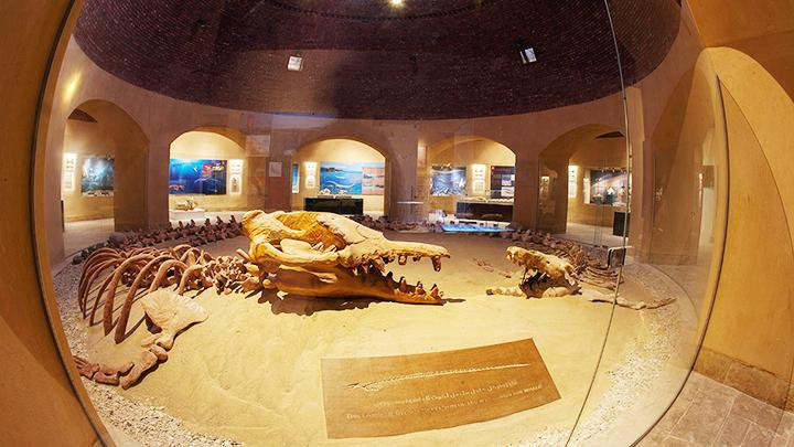 Hóa thạch cá voi trong bảo tàng biến đổi khí hậu ở Wadi Al-Hitan. Ảnh: GETTY