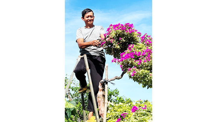 Gia đình ông Nguyễn Văn Màu (xã Vĩnh Hòa, huyện Chợ Lách) cắt, tỉa hoa giấy chuẩn bị bán Tết.