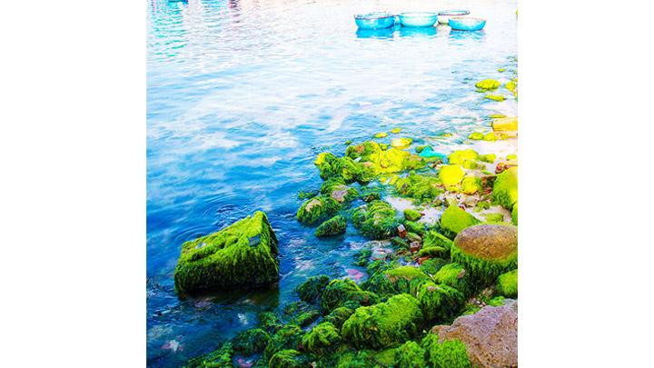 Nhuộm xanh bãi đảo Bình Hưng. Nhuộm xanh bãi đảo Bình Hưng.