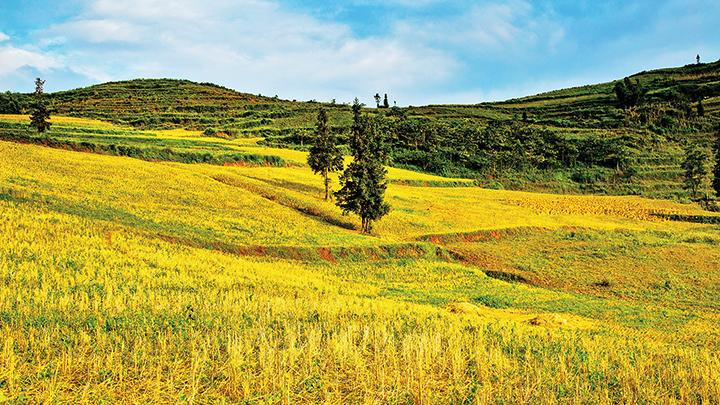 Những cánh đồng uốn lượn mềm mại.