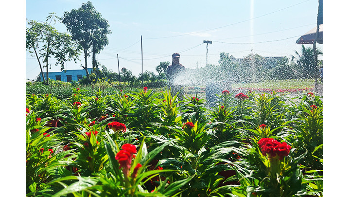 Chăm sóc hoa mào gà.