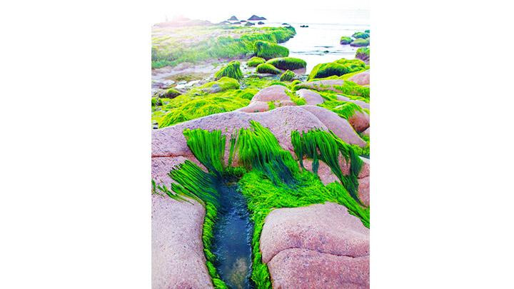 Nắng sớm chiếu rọi khiến thảm rêu thêm cuốn hút. Nắng sớm chiếu rọi khiến thảm rêu thêm cuốn hút.