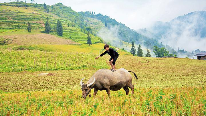 Bình yên trên thảo nguyên.
