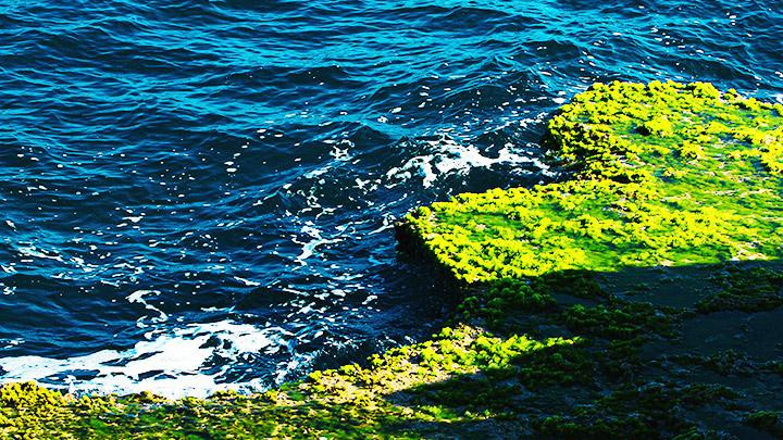 Rong rêu Hang Rái. Rong rêu Hang Rái.