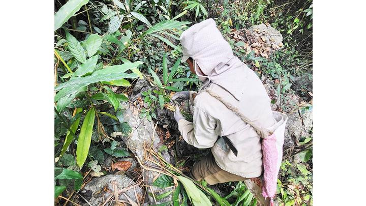 Những cây thuốc quý lẩn khuất trong kẽ đá.