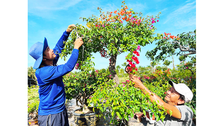 Bà con mong thời tiết thuận lợi để có mùa hoa Tết đẹp.