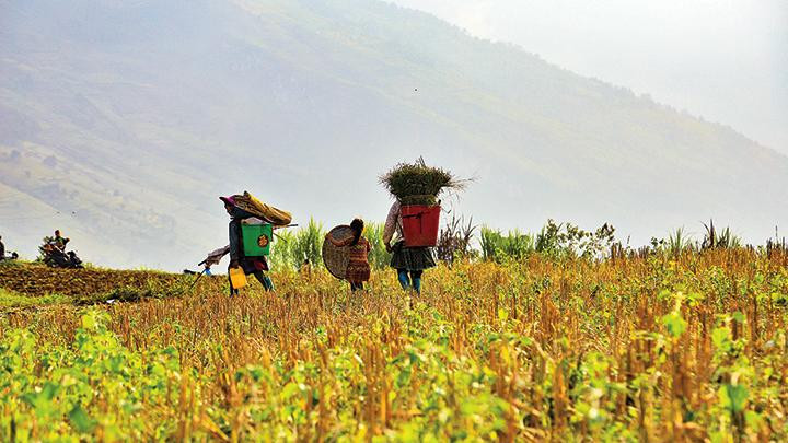 Thong thả chiều về.