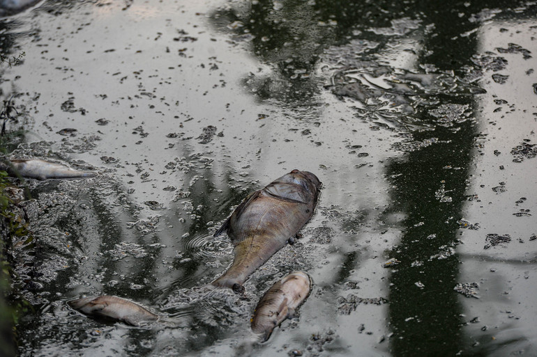 Cá chết bắt đầu trong giai đoạn phân hủy nên bốc mùi rất khó chịu.