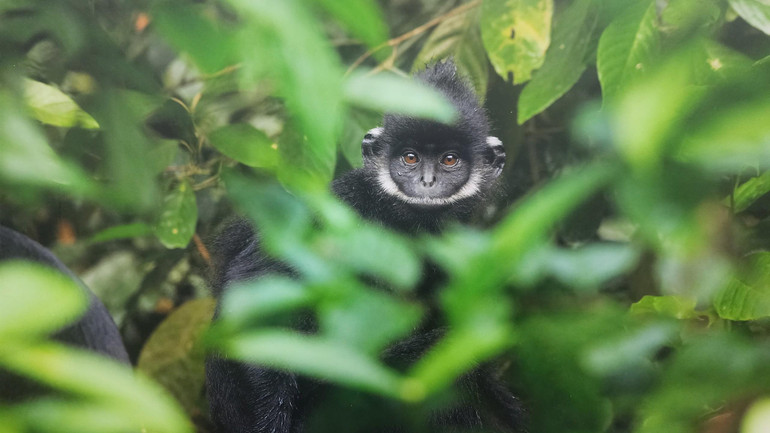 Voọc tại Hà Tĩnh. (Ảnh: Tilo Nadler)