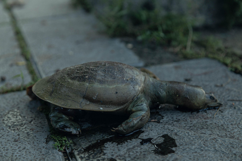 Một con ba ba cũng bị chết.
