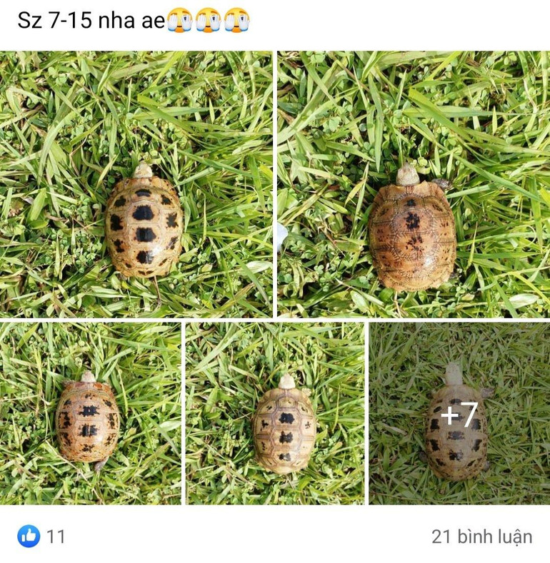 Một bài đăng rao bán rùa hoang dã trên mạng xã hội Facebook. (Ảnh chụp màn hình)