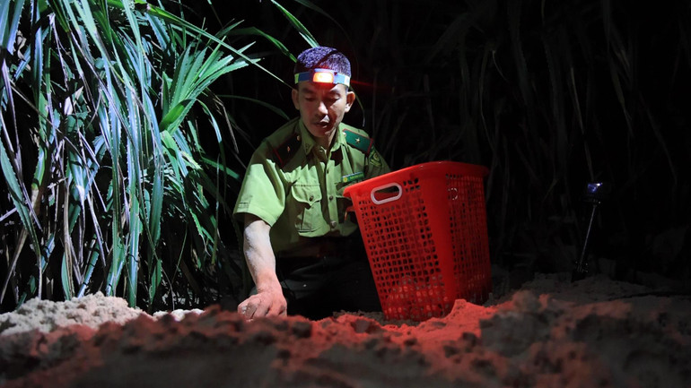 Theo nghiên cứu, rùa là nhóm bị buôn bán, vận chuyển, nuôi nhốt và săn bắt bất hợp pháp nhiều nhất. (Trong ảnh, các cán bộ tại vườn Quốc gia Côn Đảo đang hỗ trợ rùa đẻ trứng).