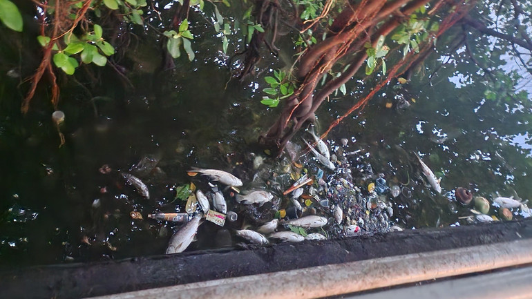 Cá theo gió dạt vào, mắc kín dưới các nhánh cây xòe ra mặt hồ.