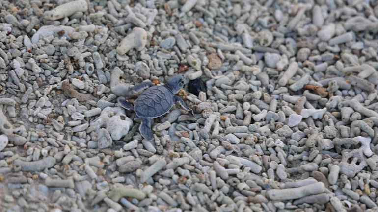 Rùa tại Côn Đảo, Việt Nam. (Ảnh: Sơn Bách)