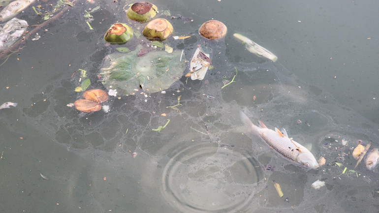 Bước đầu, nguyên nhân hiện tượng trên được xác định do thời tiết thay đổi.