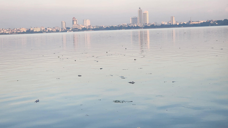 Cá chết nổi đầy mặt hồ đoạn đối diện Trường tiểu học Đông Thái.