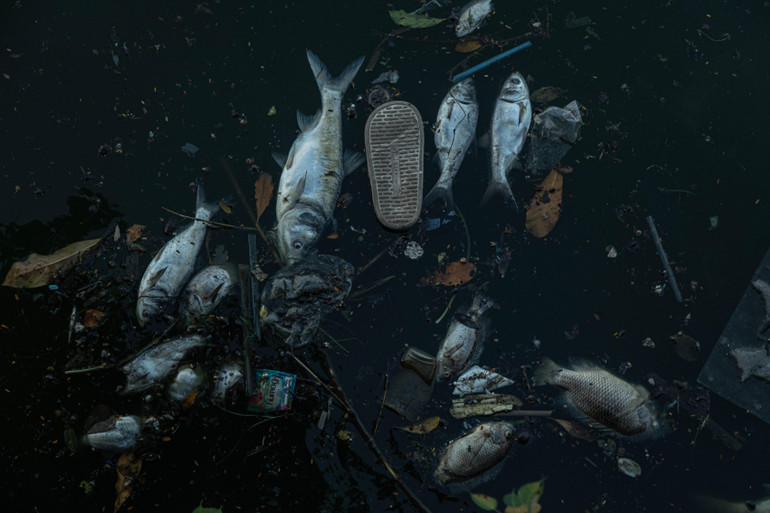 Theo quan sát, rất nhiều loại cá bị chết, phổ biến nhất là cá chép, rô phi, cá mè...