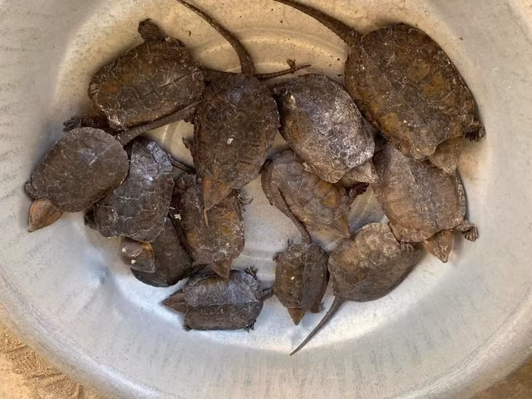 Vết cắn của loài rùa cá sấu trưởng thành có thể cắt đứt chân hoặc tay người. Vết cắn của loài rùa cá sấu trưởng thành có thể cắt đứt chân hoặc tay người.