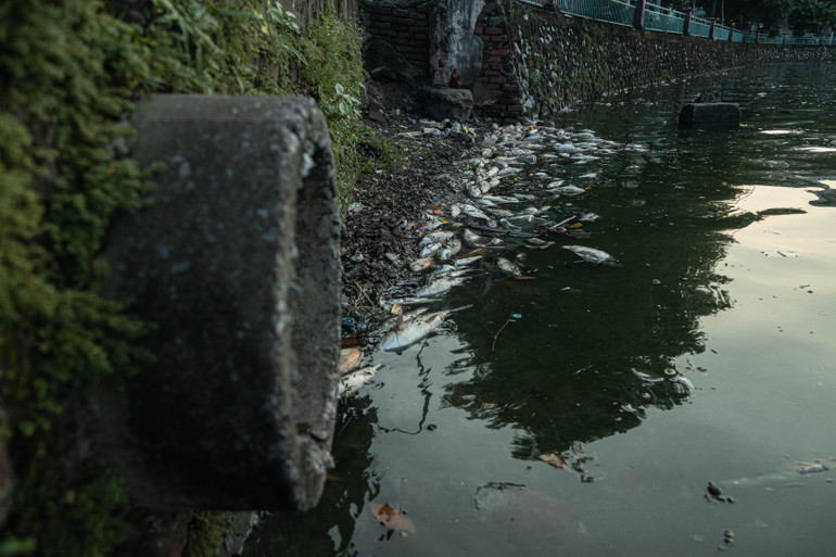 Từ đầu giờ sáng 6/10, hiện tượng cá chết dạt vào bờ đã xuất hiện nhiều ven bờ Hồ Tây các đoạn chạy qua phố Trích Sài, Nguyễn Đình Thi.