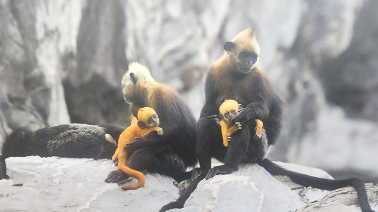 Voọc Cát Bà. (Ảnh: Nguyễn Văn Trường)