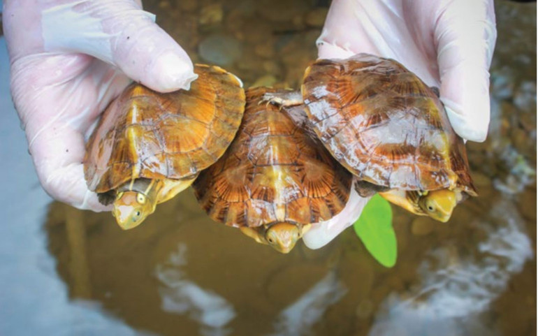 Tái thả các cá thể rùa bốn mắt về môi trường tự nhiên. (Ảnh: APC/IMC)