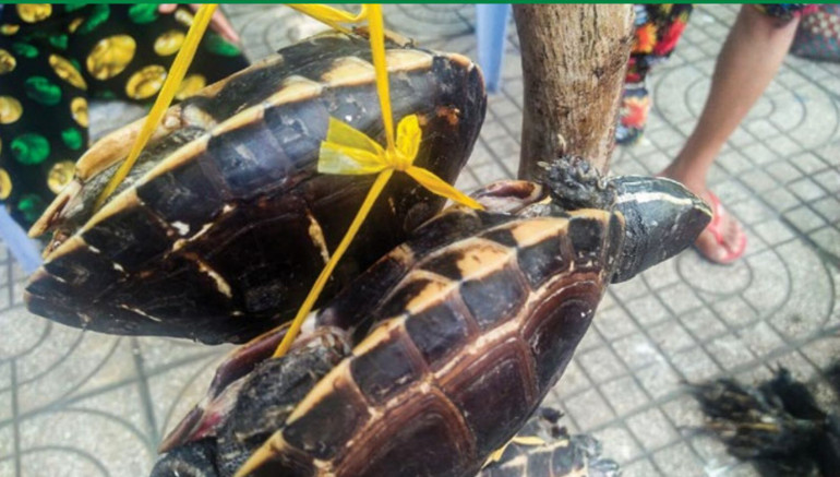 Hai cá thể rùa bị treo bán tại vỉa hè. (Ảnh: