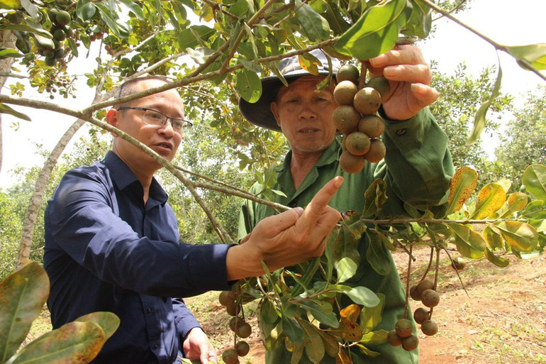 Niềm vui của người nông dân bên trái mắc ca.