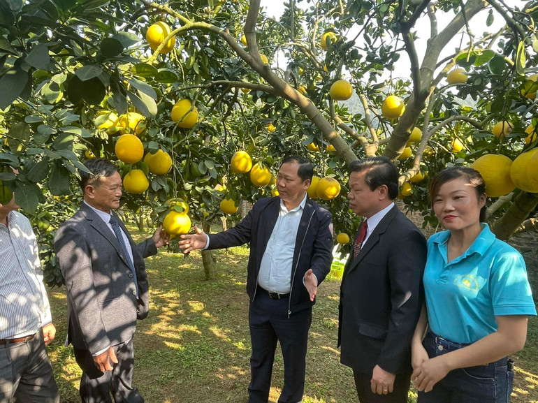 Bí thư Tỉnh ủy Hòa Bình Nguyễn Phi Long (giữa) tại vườn bưởi Hợp tác xã Đại Đồng.