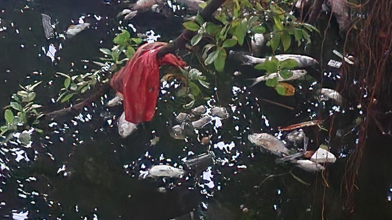 Cá, rác nổi kín mặt hồ.